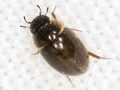 Anacaena limbata